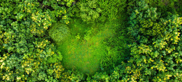 Aerial view of planting trees or lush rainforest with sunlight during beautiful sunrise in spring. Beautiful agricultural garden. Cultivation business. Natural landscape background.